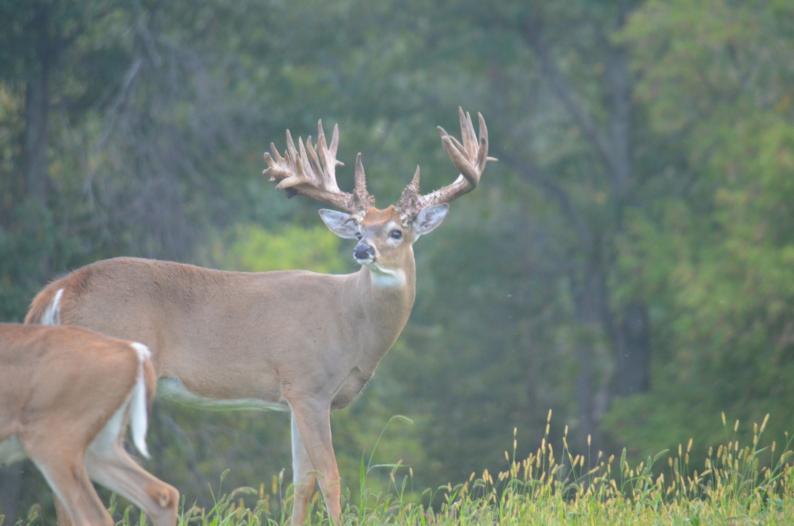 Trophy Whitetail Deer Hunts in Wisconsin